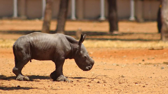 רובי הקרנף (צילום: עדי אדלסהיימר)