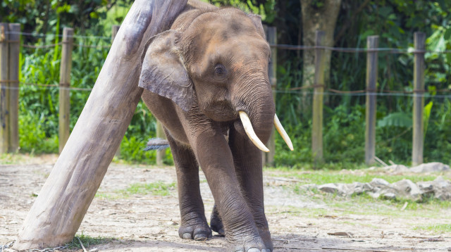פיל הודי (צילום: אינג אימג')