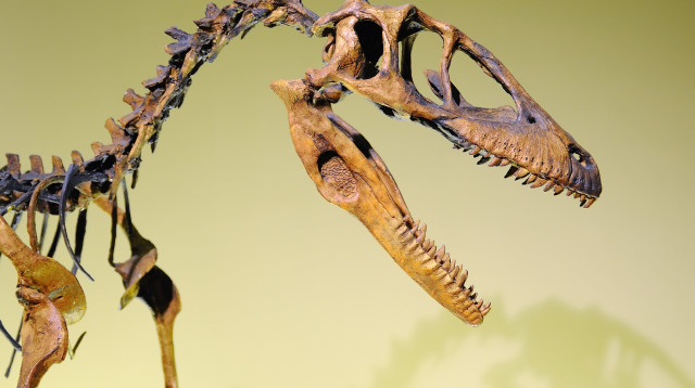 שלד של דינוזאור (צילום: אינגאימג')