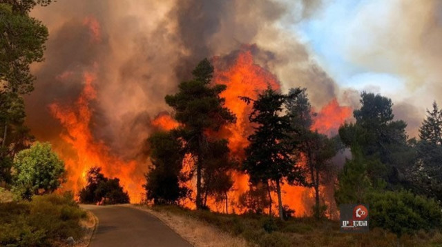 שריפה בנווה אילן (צילום: קק"ל,טופיק מנסור)