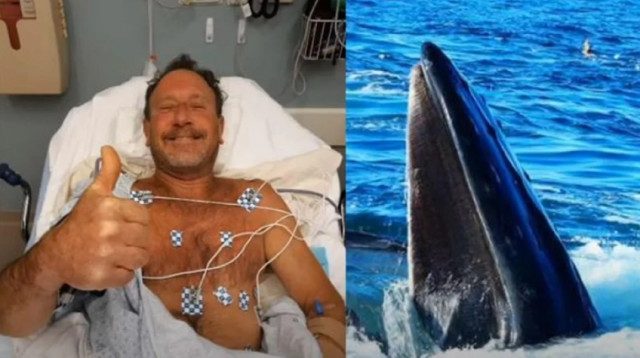 נבלע בידי לוויתן ונשאר בחיים (צילום: רויטרס)