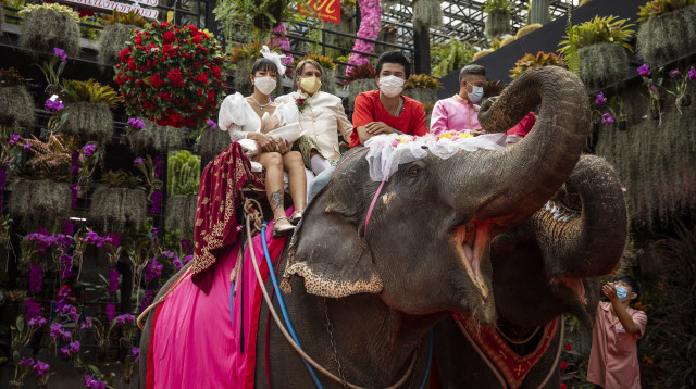 פיל בחתונה, אילוסטרציה (צילום: Getty images)