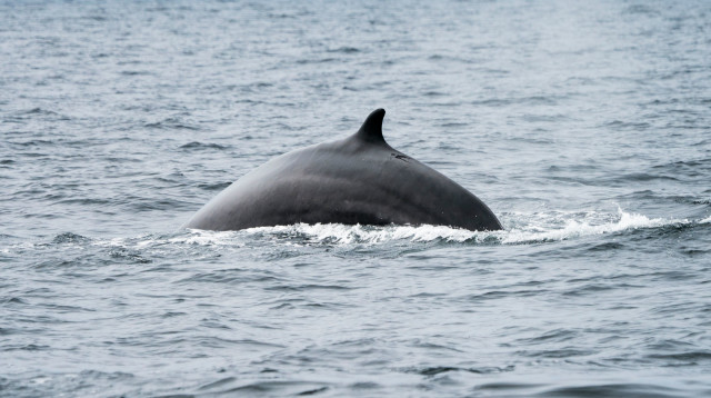לוויתן כחול, אילוסטרציה (צילום: Getty images)
