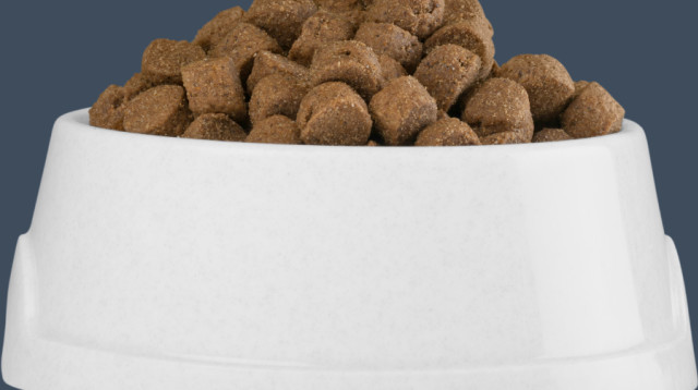 אוכל לכלבים (צילום: Canva)