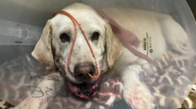 הכלב מארלי אחרי שהוכש בידי נחש (צילום: GoFundMe)