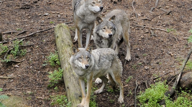 להקת זאבים, אילוסטרציה (צילום: Getty images)