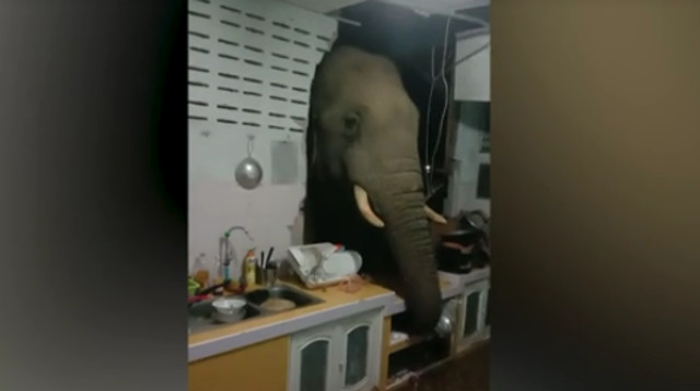 שבר את הקיר בשביל אוכל (צילום: צילום מסך מתוך רויטרס)