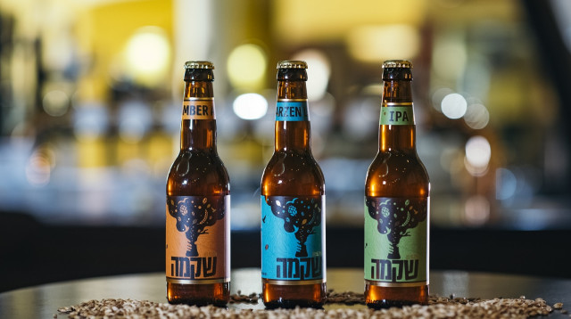 בירה שקמה  (צילום: אמיר יעקובי)