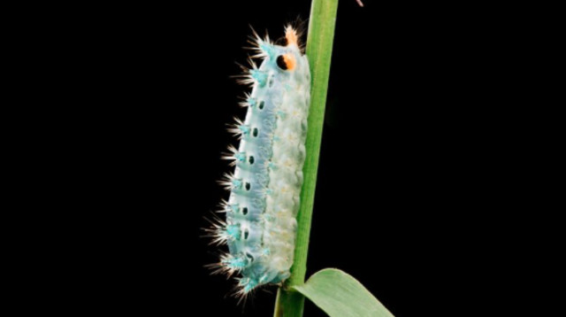 הזחל הקטלני (צילום: Getty images)