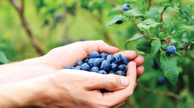 קטיף אוכמניות בעין זיוון  (צילום: יח"צ)