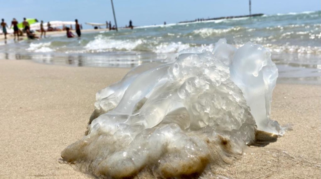 מדוזה בחוף גורדון בתל אביב (צילום: אבשלום ששוני)