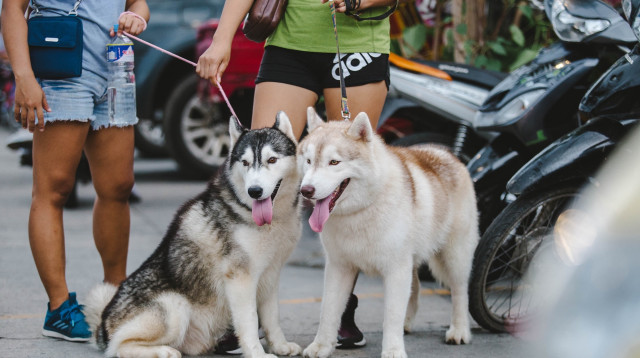 דייט כלבים, אילוסטרציה (צילום: pexels-denniz-futalan)