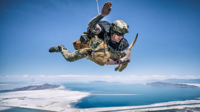 כלב צנחן, אילוסטרציה (צילום: Getty images)