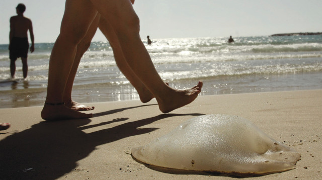 מדוזות בחוף הים (צילום: אורי לנץ, פלאש 90)