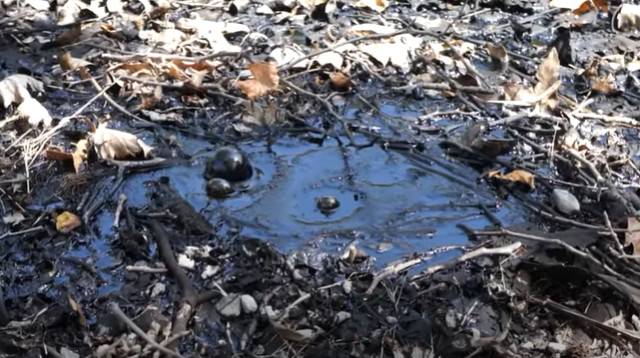 שלולית זפת דביקה, אילוסטרציה (צילום: Getty images)