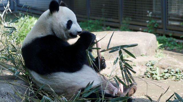 דוב פנדה ענק (צילום: רויטרס)