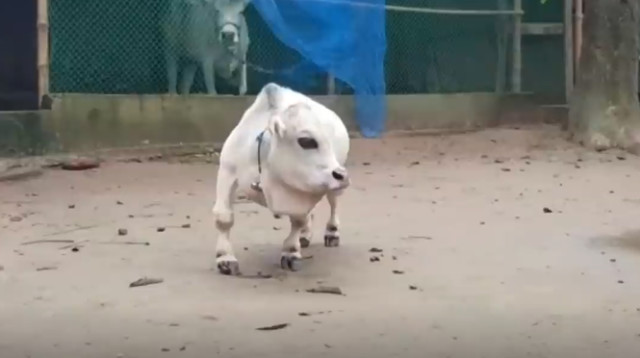 הפרה רני שברה שיא עולמי (צילום: צילום מסך מתוך רויטרס)