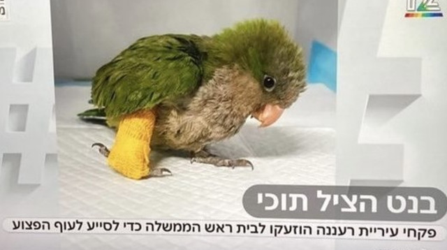 האייטם בחדשות 12: בנט הציל תוכי (צילום: צילום מסך קשת 12)