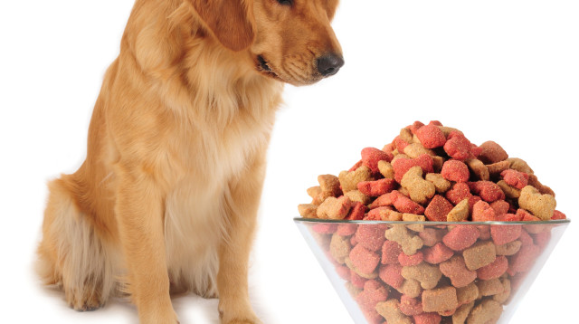 מזון יבש לכלב (צילום: אינגאימג')
