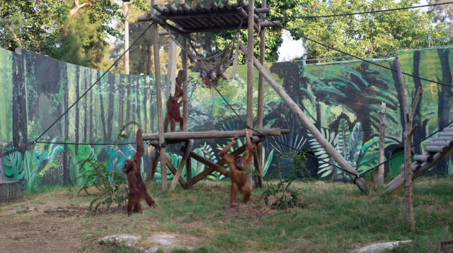 חצר האורנגאוטנים בספארי ברמת גן (צילום: ים סיטון)