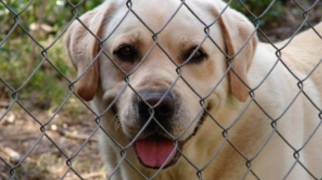 גור כלבים (צילום: Pixabay)