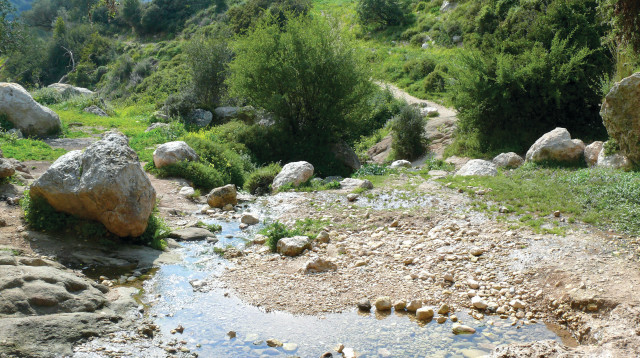 עין קדם  (צילום: אבנר רינות )