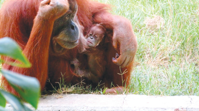 האימא טאנה וגורת האורנגאוטן החדשה  (צילום: ים סיטון,מיכל לוי)
