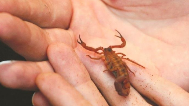 עקרב, אילוסטרציה (צילום: רויטרס)