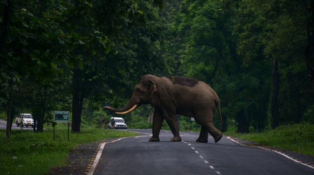פיל חוצה את הכביש, אילוסטרציה (צילום: Getty images)