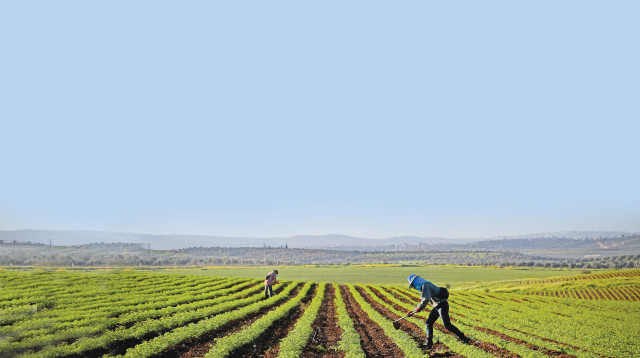 חקלאים בעמק האלה (צילום: יעקב לדרמן, פלאש 90)