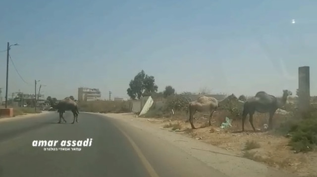 הגמלים באזור התעשייה בלוד (צילום: עמאר אסאדי בטלגרם)