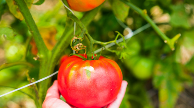 עגבניה בשדה, אילוסטרציה (צילום: ingimage ASAP)