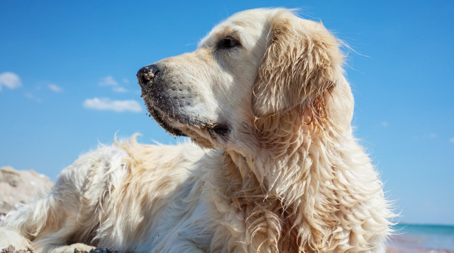 כלב, אילוסטרציה (צילום: ingimage ASAP)