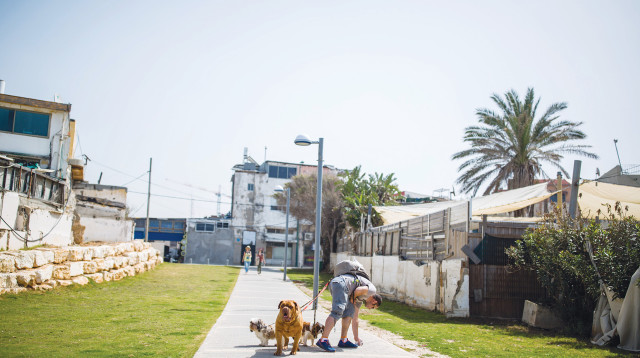 בעלים של כלב אוסף קקי של כלב ברחוב  (צילום: Corinna Kern Flash90)