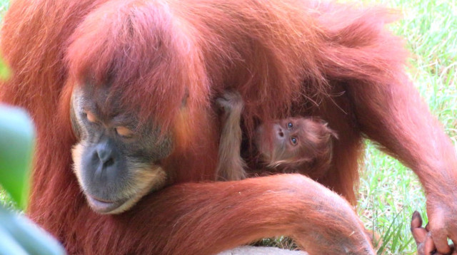 טוקיו, גורת האורנגאוטן החדשה בספארי (צילום: ים סיטון)