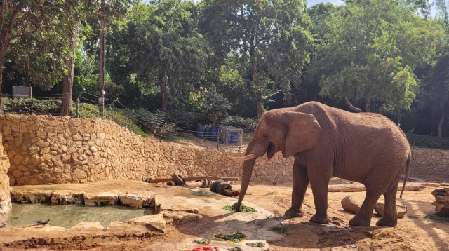 הפיל יוסי חוגג יום הולדת 47 (צילום: באדיבות הספארי)