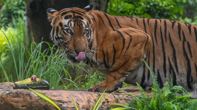נמר רעב, אילוסטרציה (צילום: Getty images)