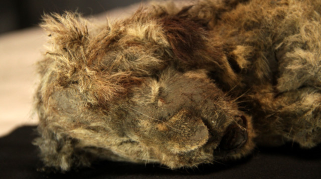 הגורה מימי עידן הקרח (צילום: Centre for Palaeogenetics)