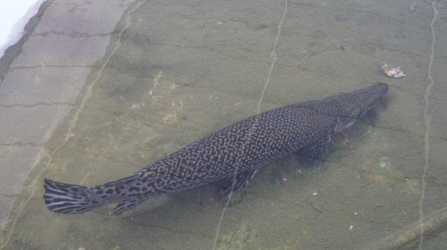 התנין במרכז הקניות בשפלה (צילום: משרד החקלאות)