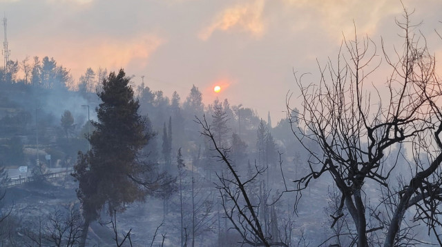 השריפה בירושלים (צילום: אריאל קדם, רשות הטבע והגנים)