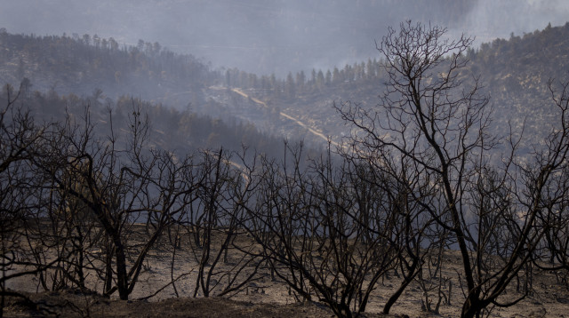השלכות השריפה בירושלים (צילום: אוליבייר פיטוסי, פלאש 90)