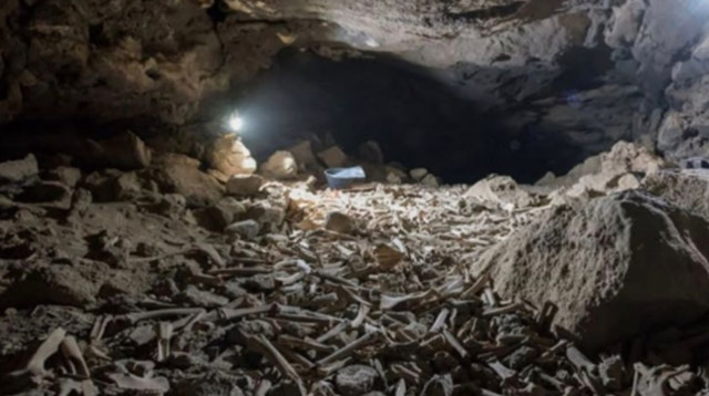 המערה מלאה בעצמות (צילום: Max Planck Institute for Chemical Ecology)