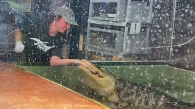 לינדזי בול ננשכה על ידי תנין (צילום: צילום מסך מתוך רויטרס)