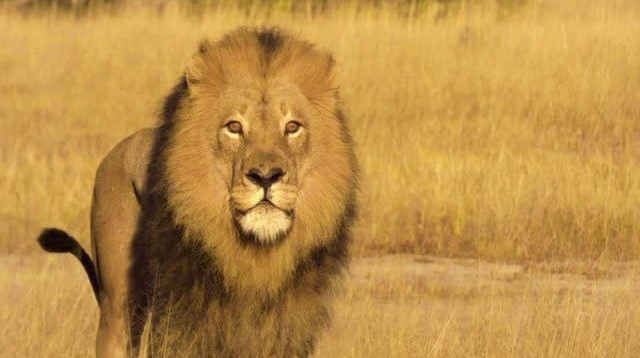 מופאנה, האריה שנורה בחץ לקשת (צילום: The Hide, Zimbabwe Safari Lodge)