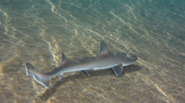 סוג הכריש שנולד כתוצאה מרבייה א-מינית (צילום: Getty images)