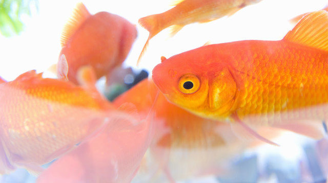 דגי זהב, אילוסטרציה (צילום: ingimage ASAP)