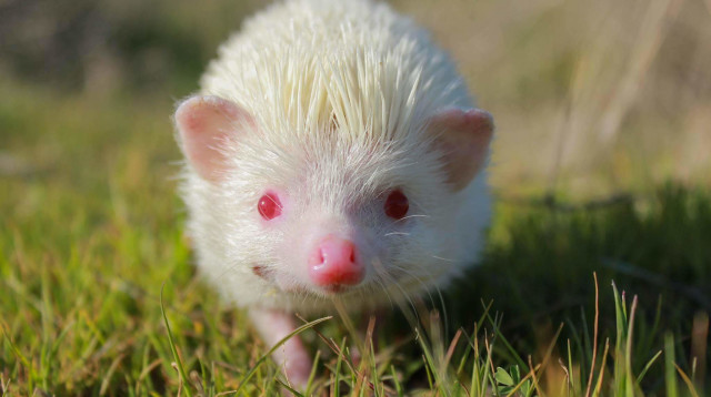 צנובר הקיפוד מת בשיבה טובה (צילום: גדעון פיקו)