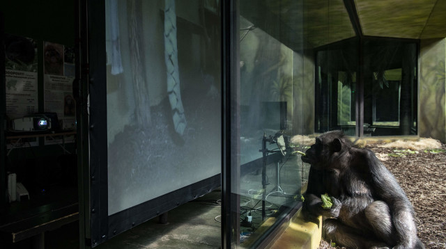 שימפנזה בגן החיות, אילוסטרציה (צילום: Getty images)