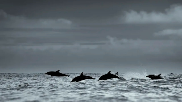 חבורת דולפינים, אילוסטרציה (צילום: Getty images)