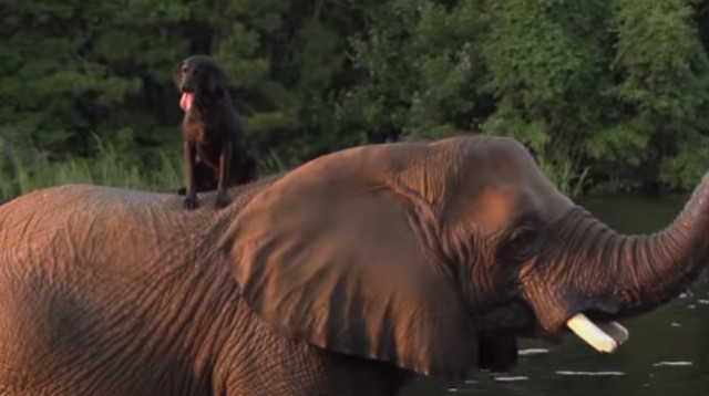 כלב ופיל, אילוסטרציה (צילום: Getty images)